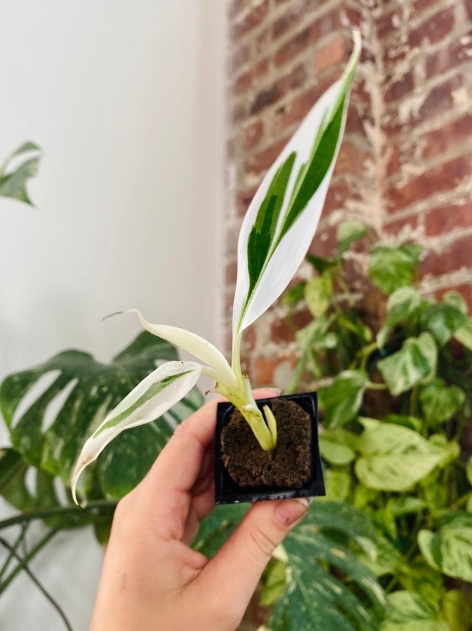 Musa Florida Variegated Banana Tree Grower&