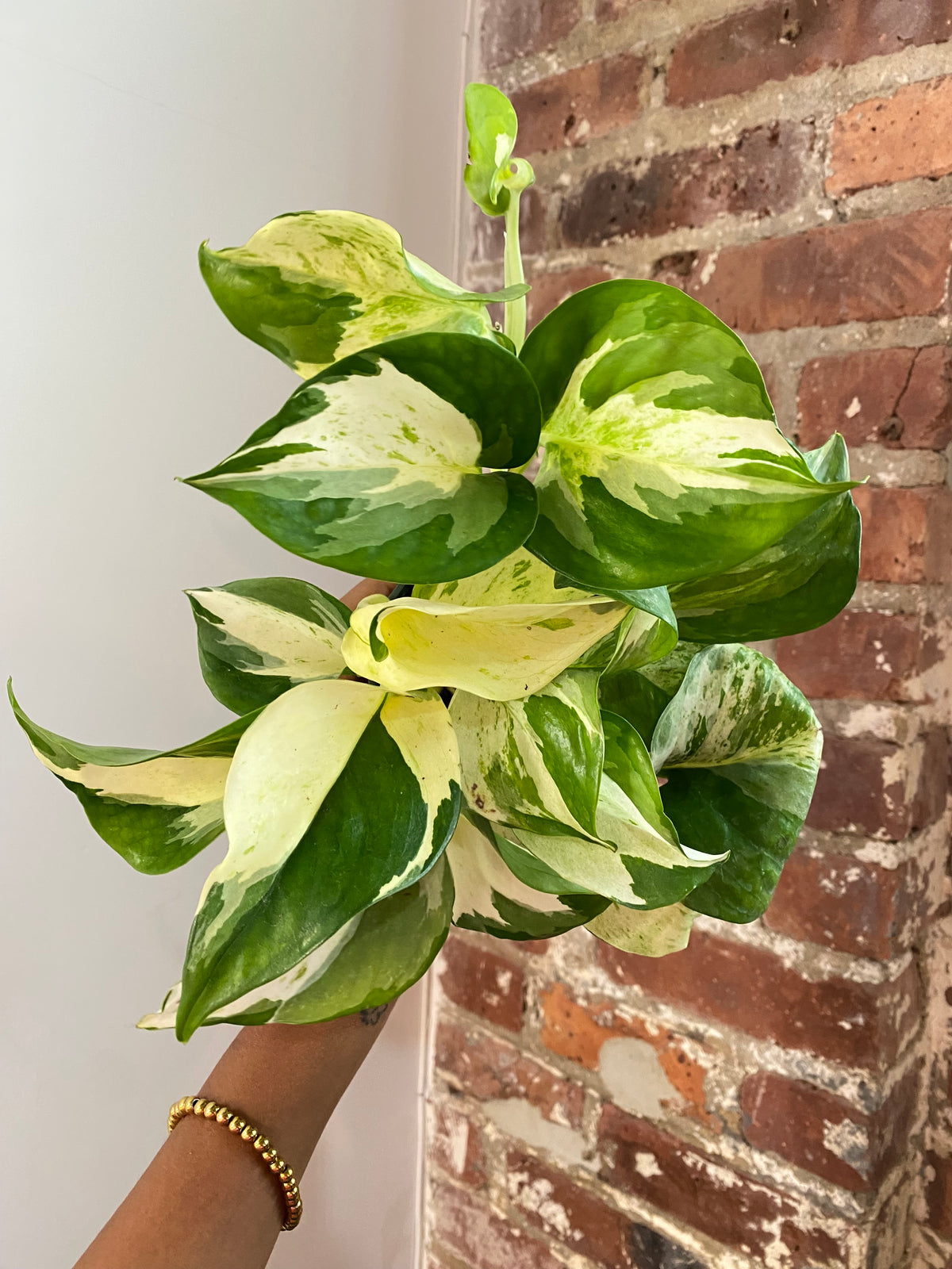Pothos Ivory Knight Potted (Growers Choice)