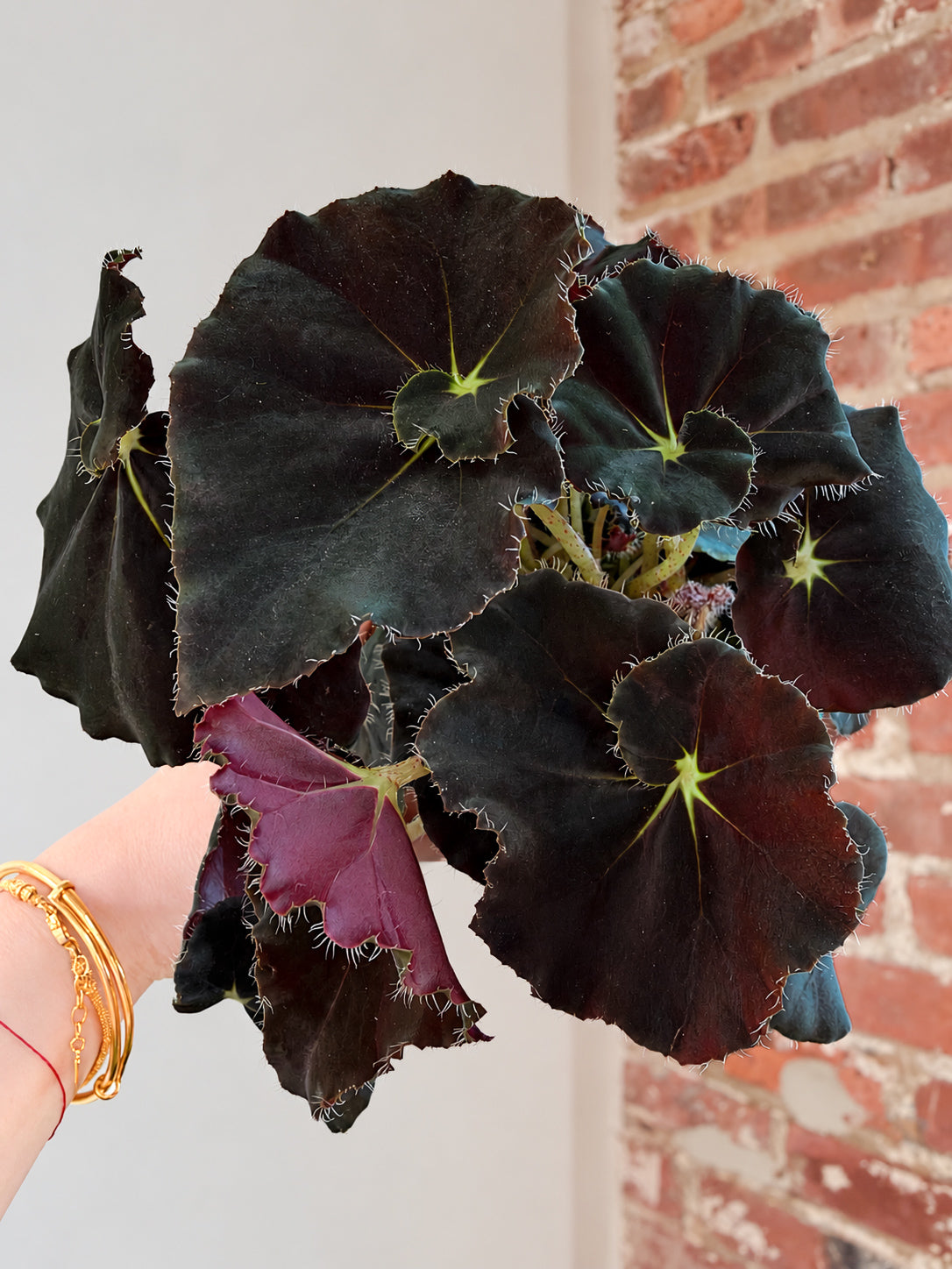 Begonia Rex ‘Spirit of Zanzibar’ 4in Potted (Grower&