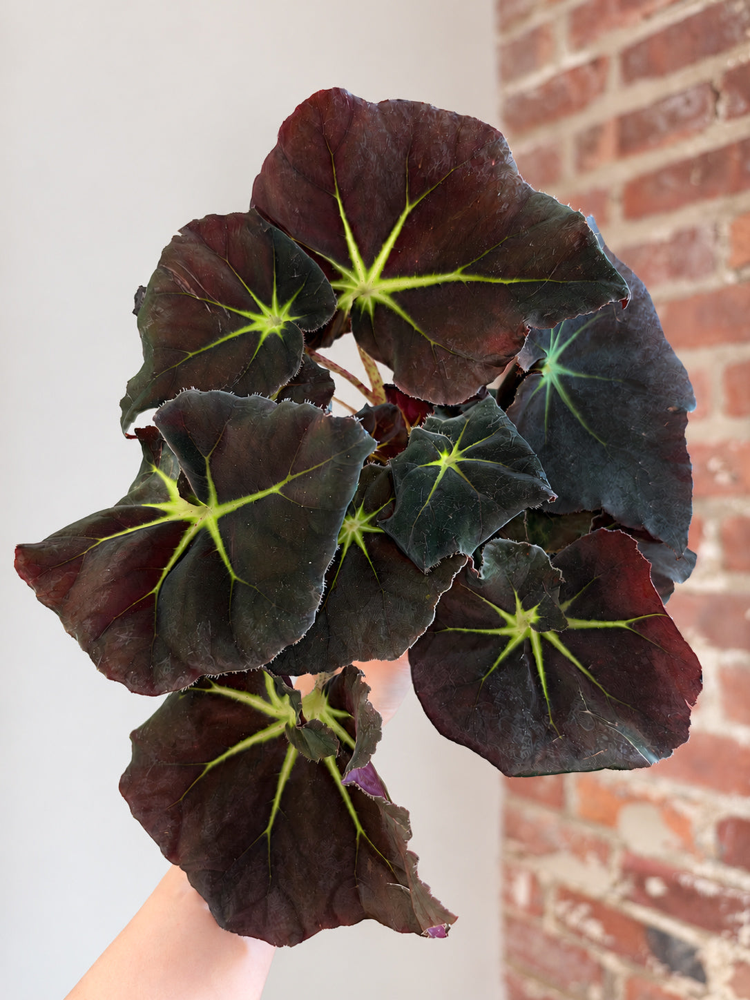 Begonia Rex ‘Stella’ 4in Potted (Grower&