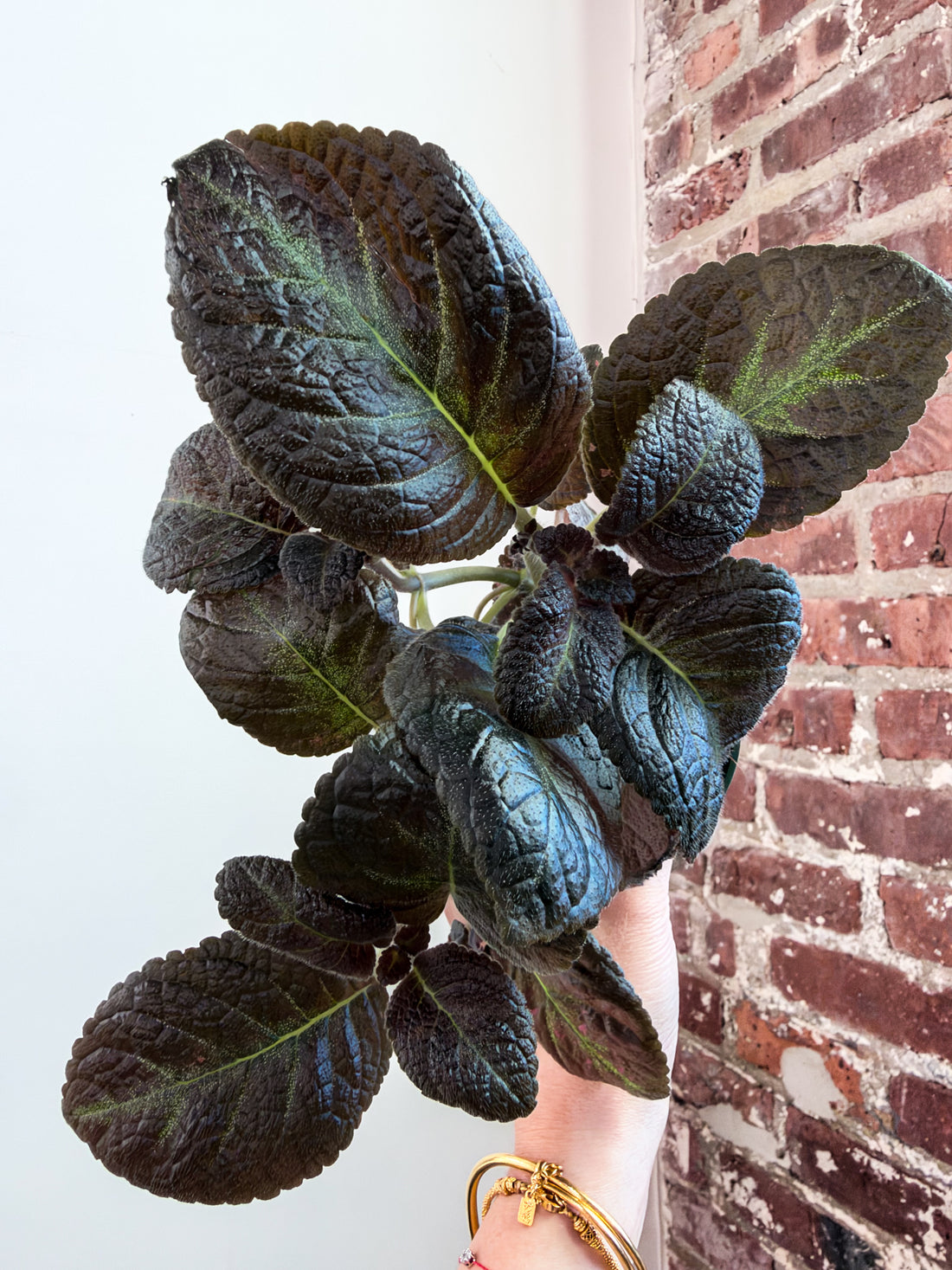 Episcia ‘Blue Nile’ 4” Pot (Growers Choice)