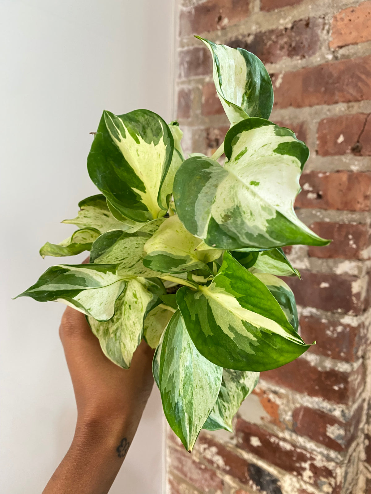 Pothos Manjula Potted (Growers Choice)