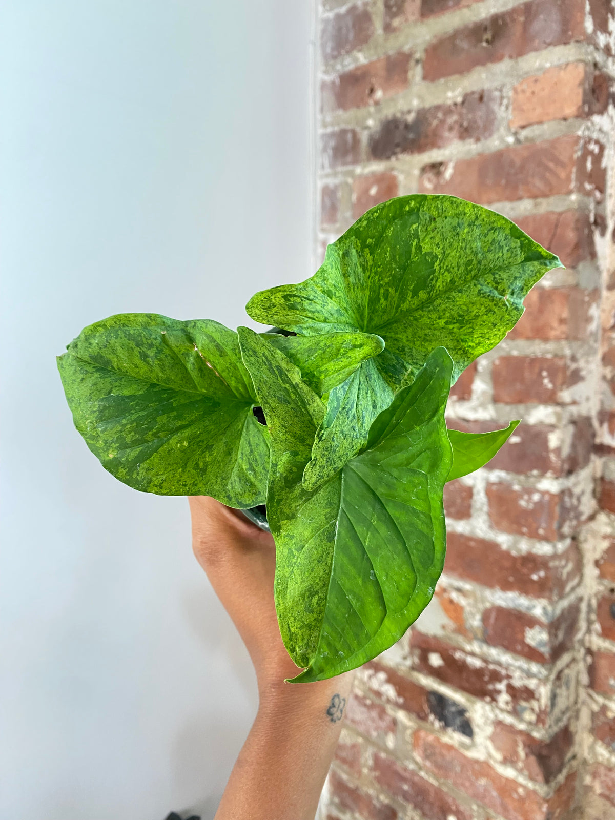 Syngonium Mojito Potted (Growers Choice)