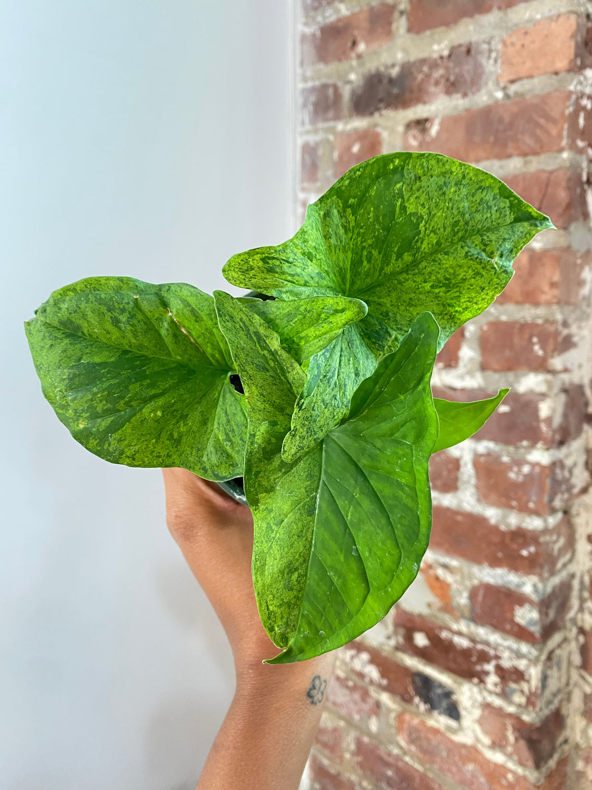 Syngonium Mojito Potted (Growers Choice)