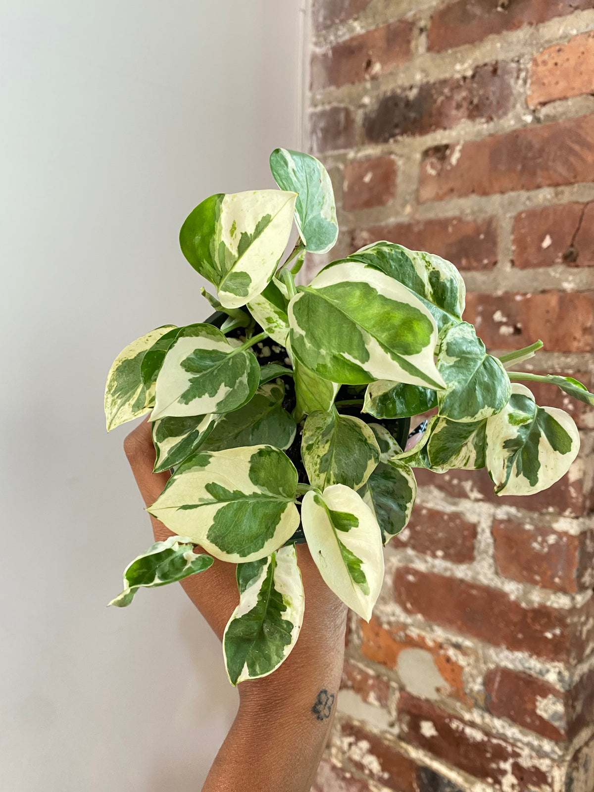 Pothos N’Joy/ Pearls &amp; Jade Potted (Growers Choice)