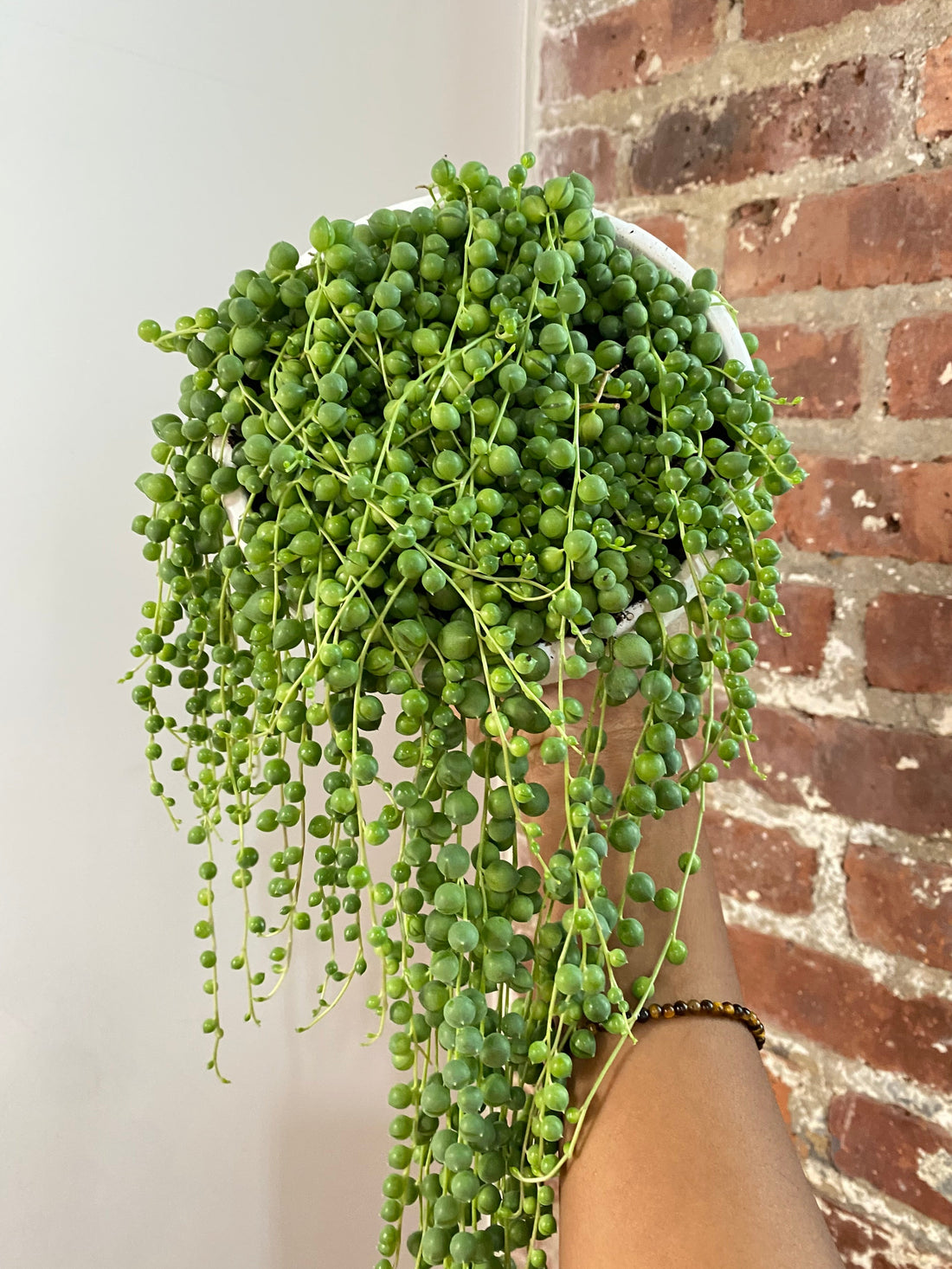String of Pearls 6in Hanging Basket (Growers Choice)