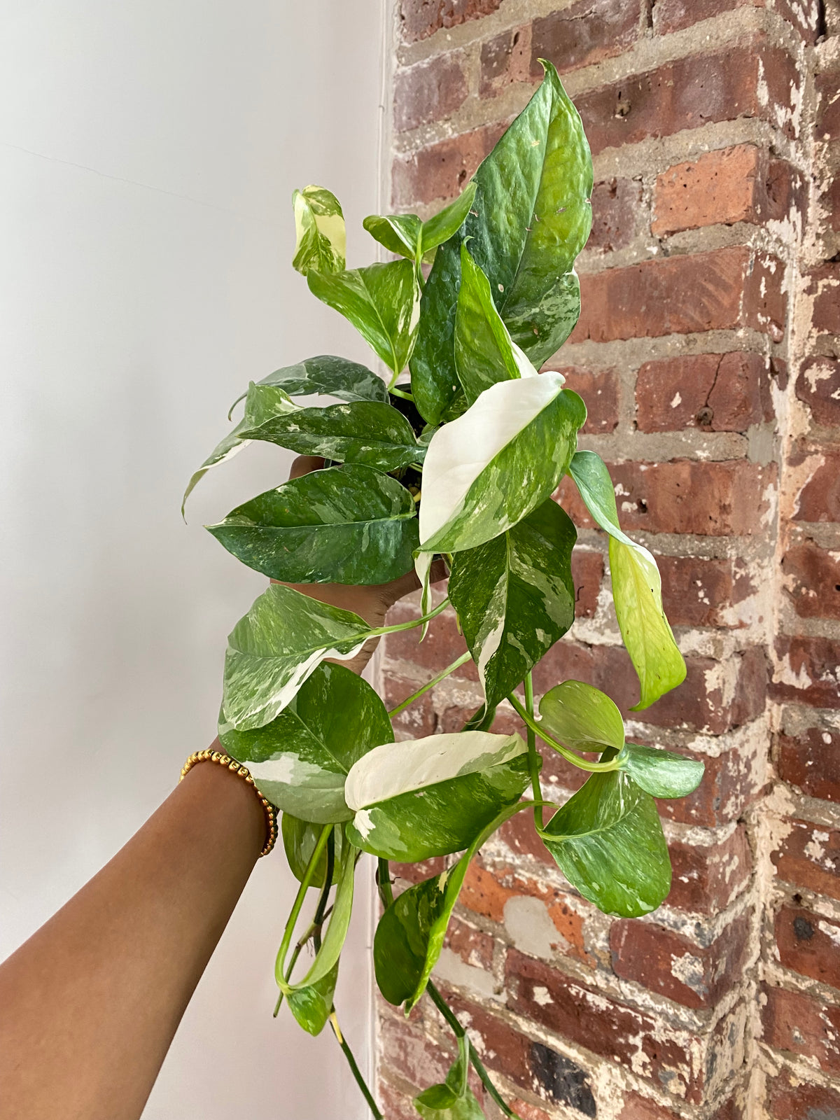 Epipremnum Pinnatum Variegated Potted (Growers Choice)