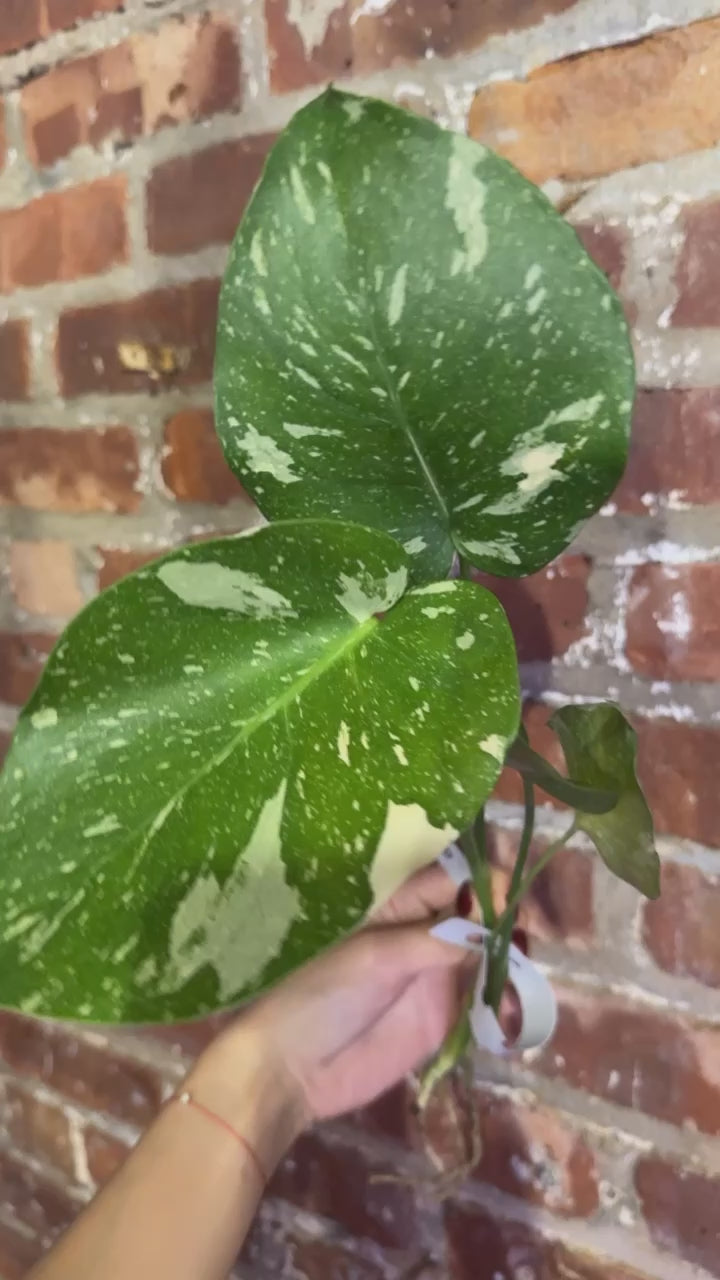 Monstera Thai Potted Grower’s Choice