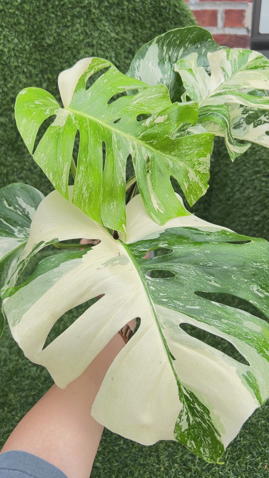 Monstera Albo Borsigiana Variegata Cutting *Premium*