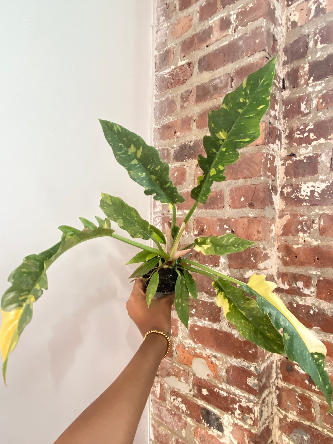 Philodendron Ring of Fire (Growers Choice)