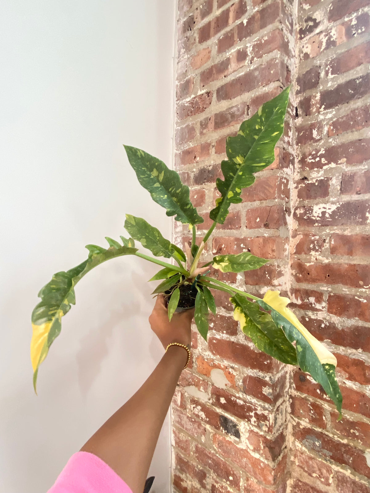 Philodendron Ring of Fire (Growers Choice)