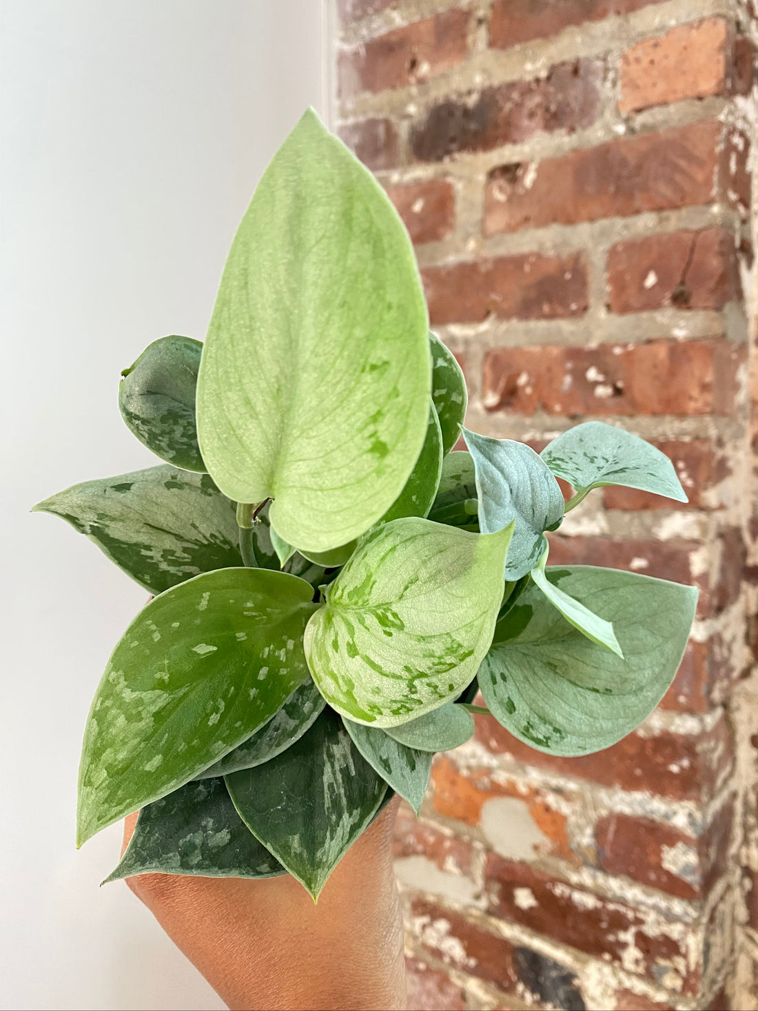 Scindapsus Silvery Ann Potted (Growers Choice)