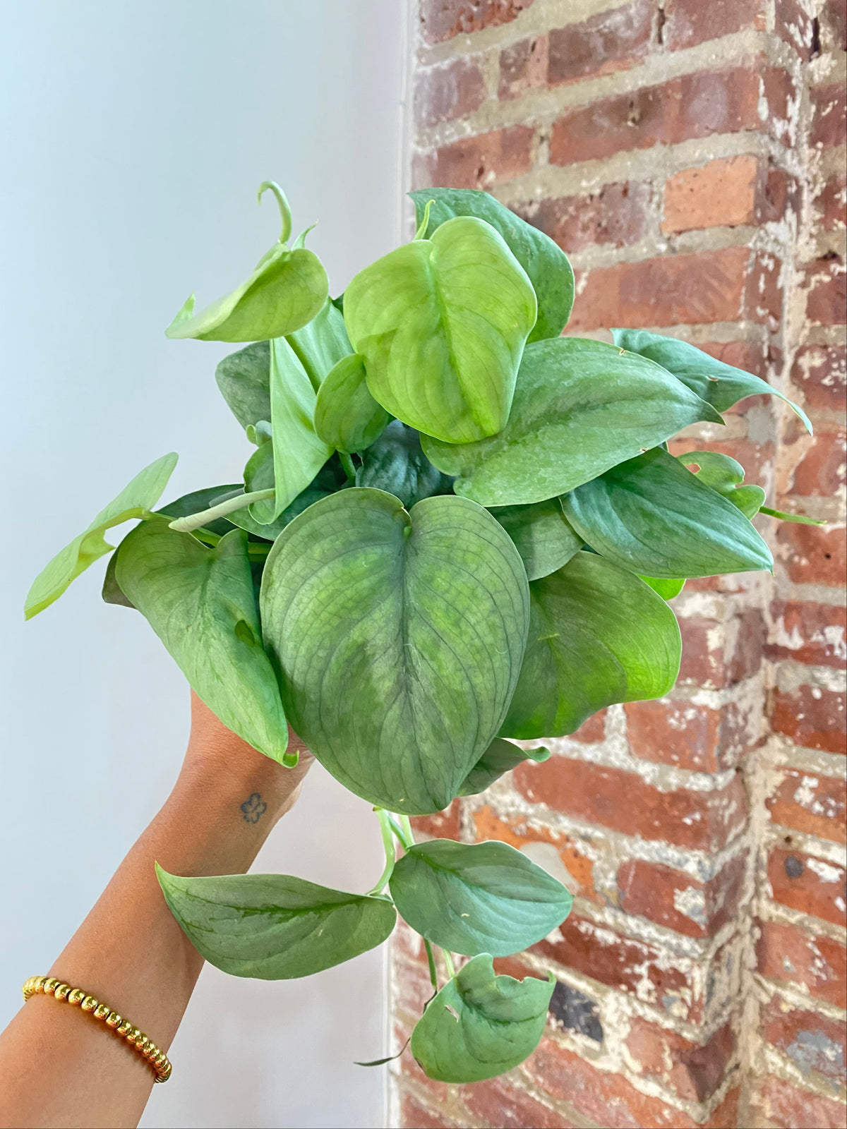 Scindapsus Silver Hero Potted (Growers Choice)