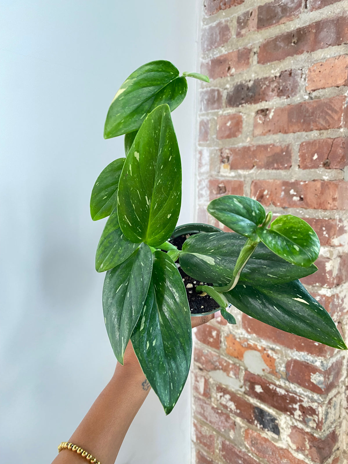 Monstera Standleyana Potted (Growers Choice)