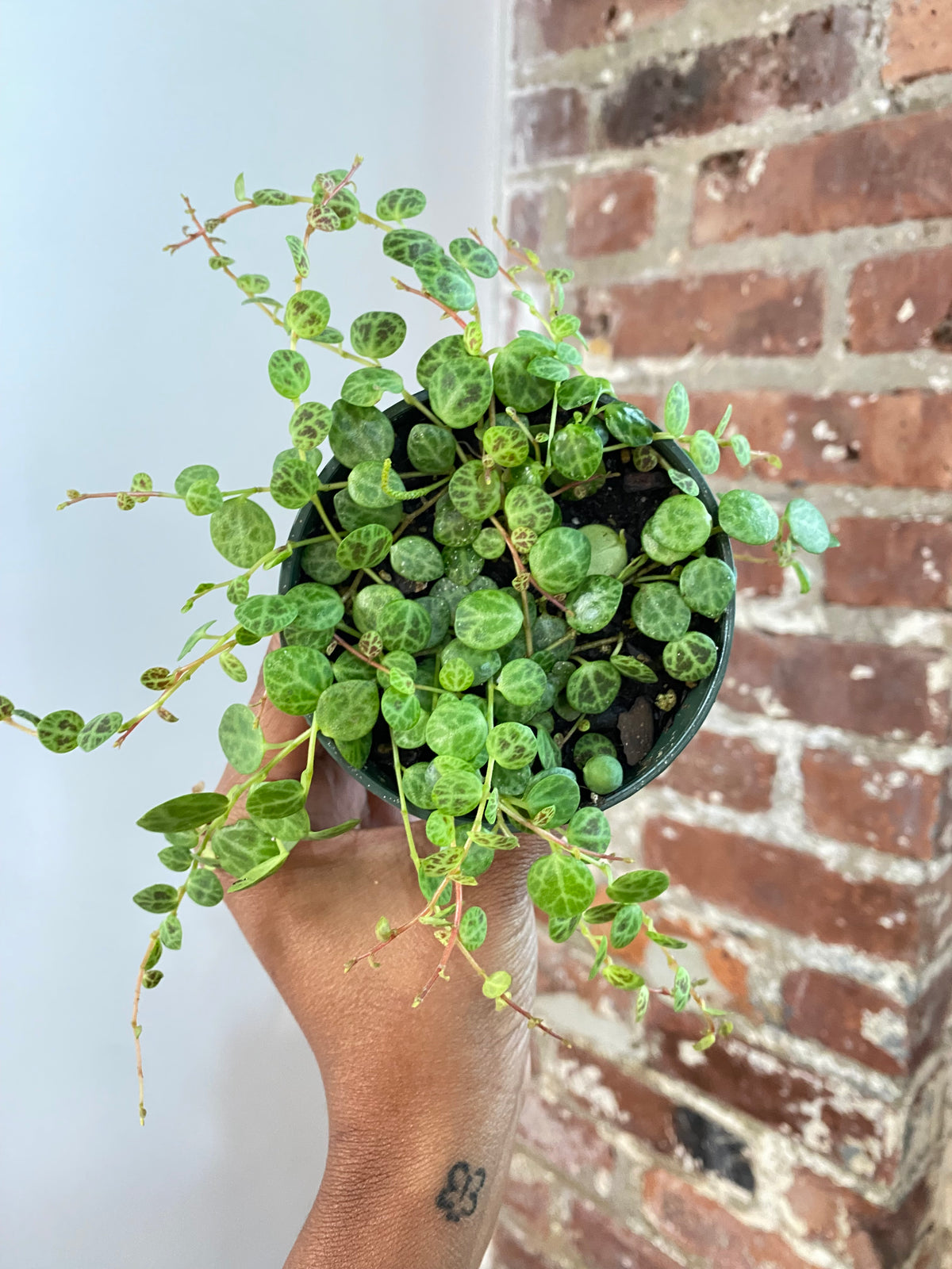 String of Turtles Potted (Growers Choice)