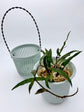 Self Watering Plastic Hanging Planter