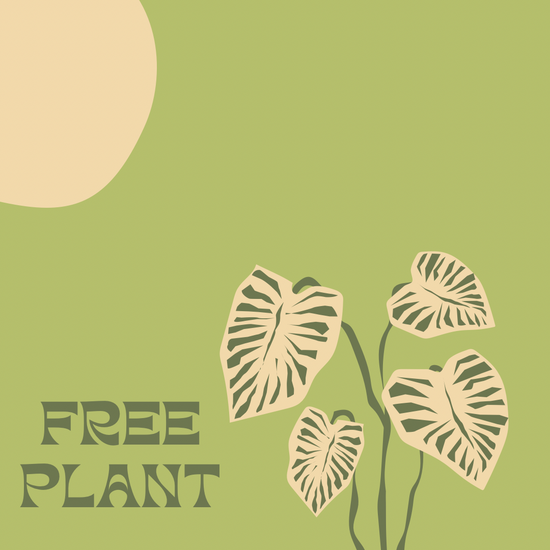 Free Plant - Instagram Subscriber Only
