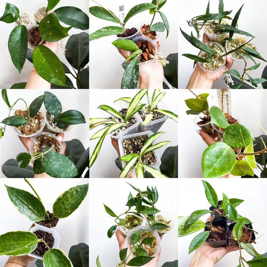 Hoya Mystery Box