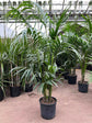 Majesty Palm