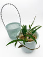 Self Watering Plastic Hanging Planter - Set of 3 | Hoya Planter | Semi Hydroponic/ Passive Hydroponic Pot