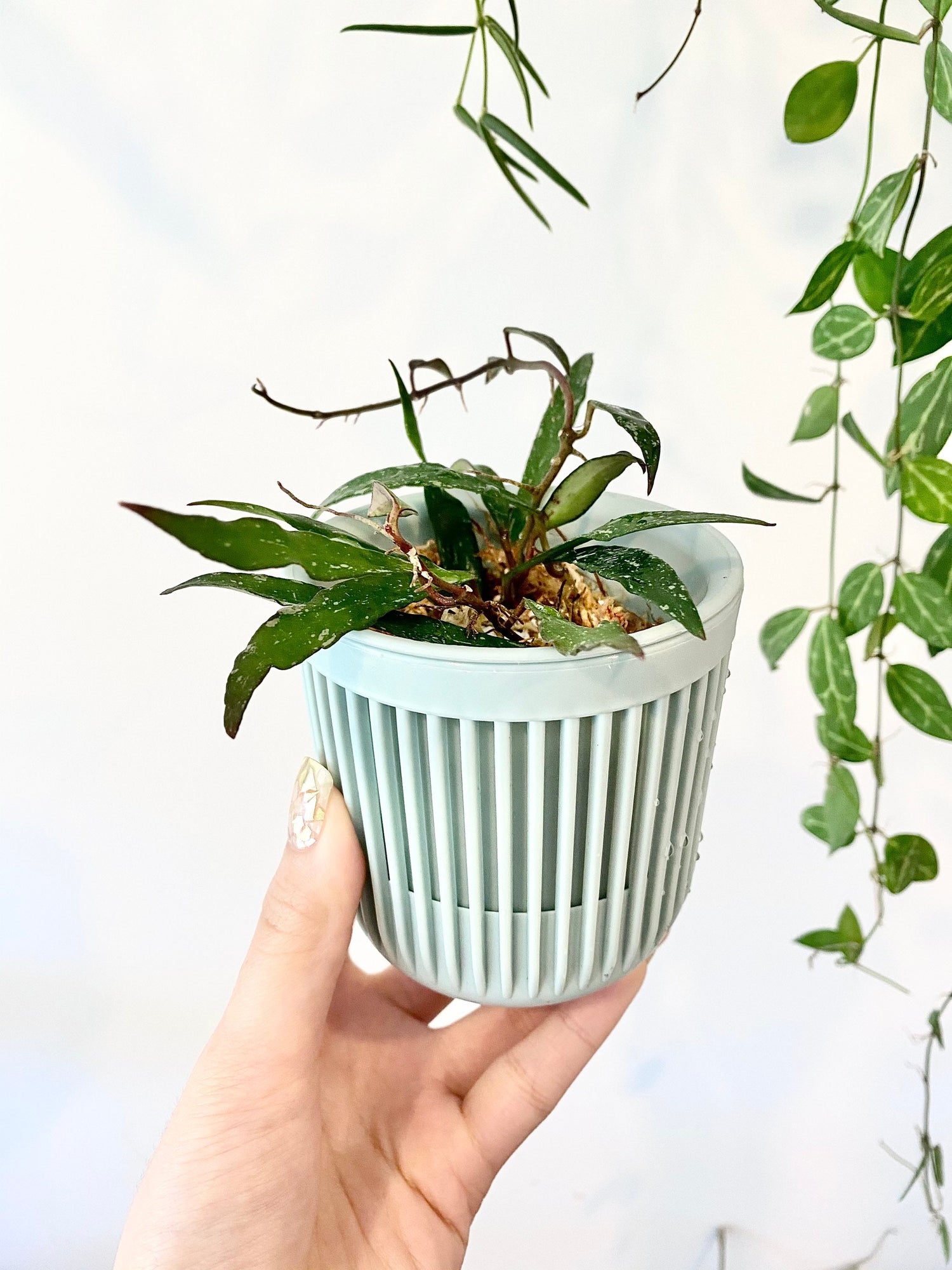 semi circle hanging planter Self Watering Plastic Hanging Planter - Set of 3 | Hoya Planter