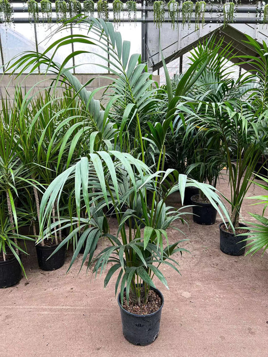 Majesty Palm