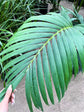 Majesty Palm