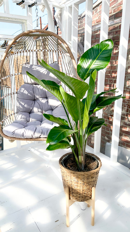 Bird of Paradise