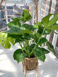 Monstera Deliciosa