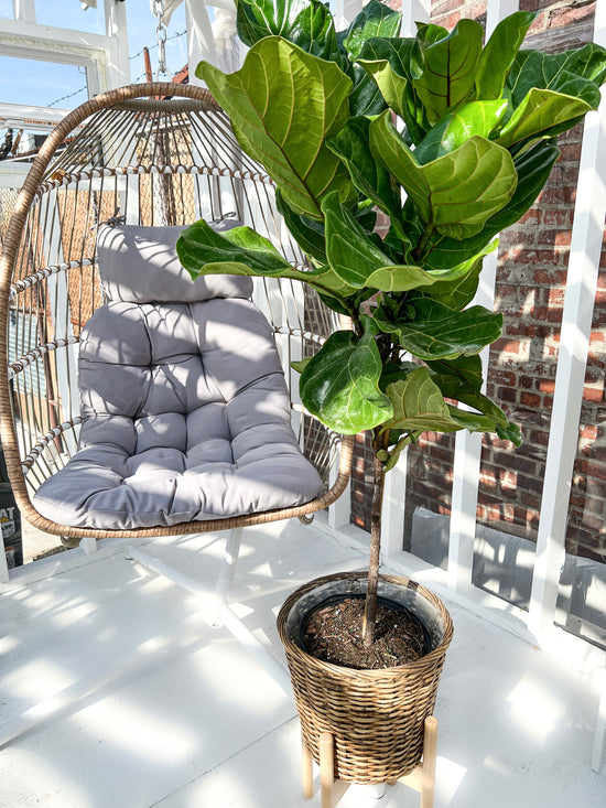 Fiddle Leaf Fig