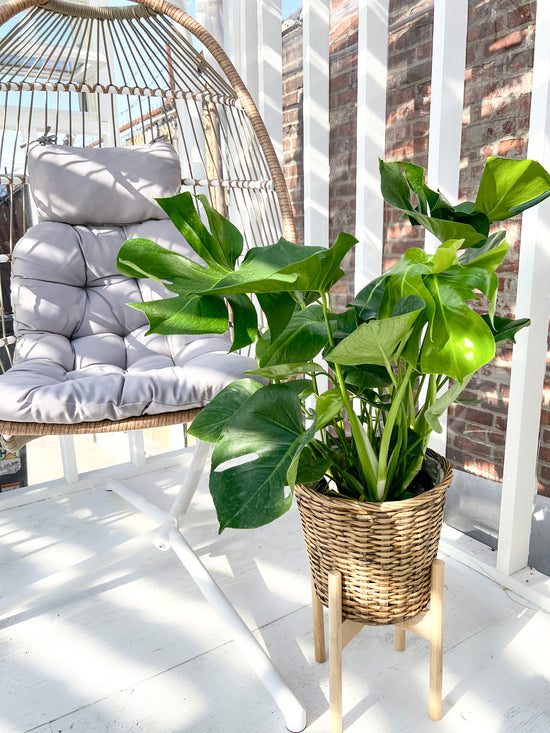 Monstera Deliciosa